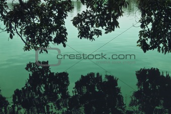 swamp trees and its reflection on the water