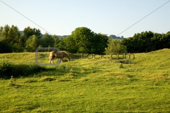 Beautiful Horse Grazing on Farmland