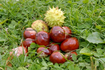 Chestnuts in grass