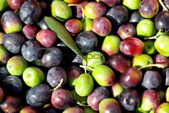 Texture of the green and red olives. 