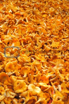 yellow chanterelles mushrooms