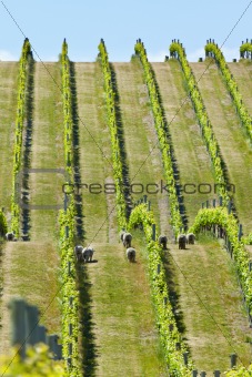 Babydoll sheep in a vineyard 