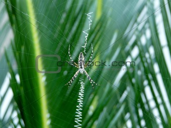 Wasp Spider on Web