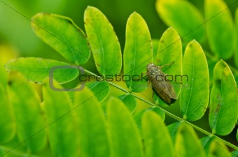 Aphid insect in green nature