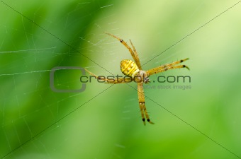 spider in nature