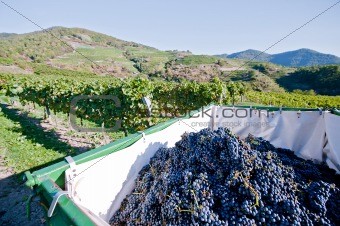 Tractor full with Grapes
