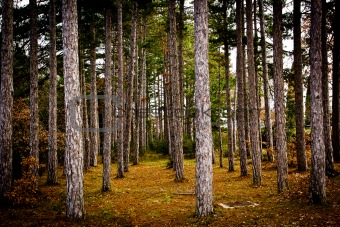 Forest of aligned pines, Tuscany (Italy). 