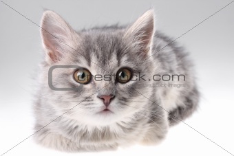 Grey kitten portrait