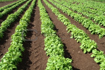 A field of green vegetable crops.