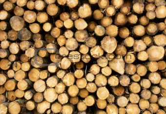Close up of stacked cut forest tree logs.