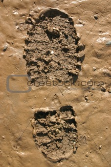 Walkers Boot print in wet mud