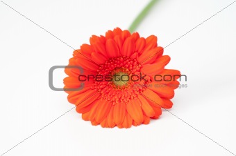 Lonely red gerbera flower isolated on white