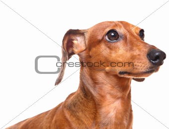 dachshund over white background