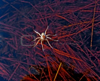 spider on water