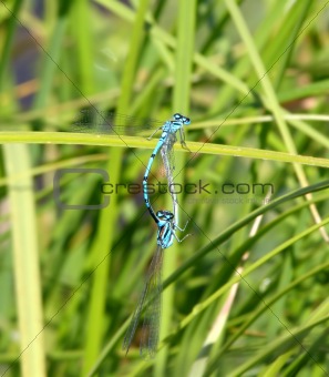 two dragonflies on green herb
