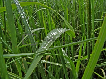 dripped rain on herb 