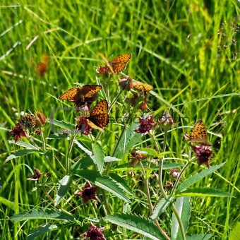 butterflies on herb