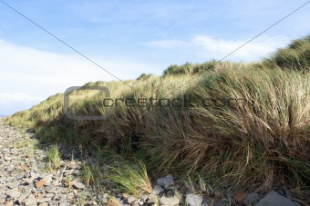 beale rocky beach sand dunes