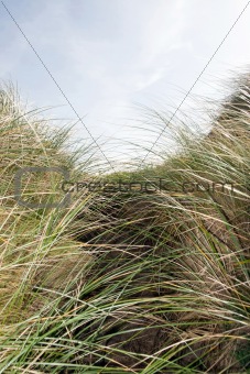 tall sand dune grass