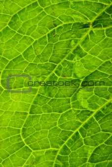 Close up detail of a green leaf.