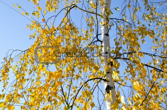Small yellow birch leaves in  autumn and sky 