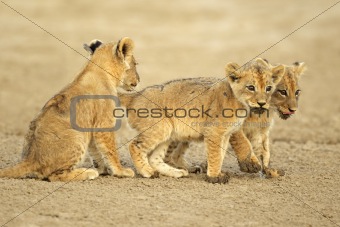 Cute lion cubs