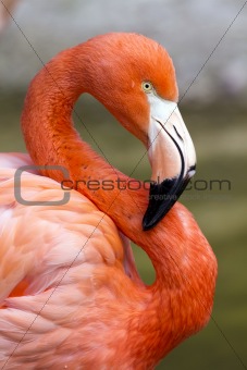 Flamingo in S