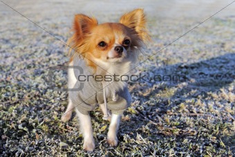 dressed chihuahua in winter