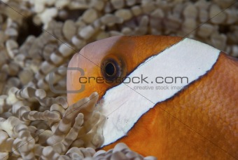 Clownfish profile