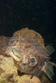 Glaring porcupinefish