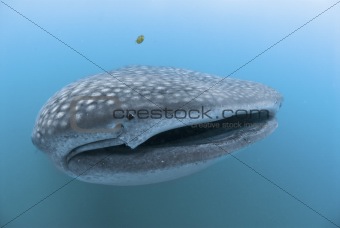 Open mouth Whaleshark