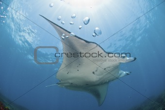 Underview of a mantaray