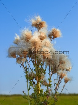 Thistle plant with seeds