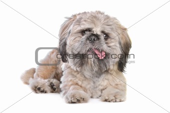 mixed breed dog