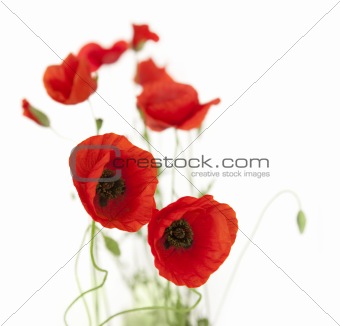 Natural Fresh Poppies isolated on white / focus on foreground