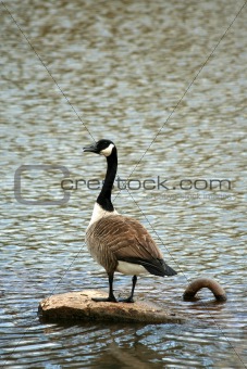 Canadian goose on a lake
