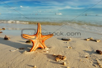 Starfish on a beach