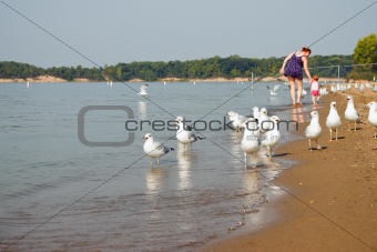 Baby Mom Seagulls Walk Look Down