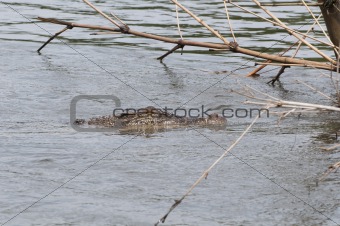 Wild crocodile in a river