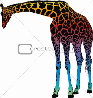 giraffe - vector abstract rainbow