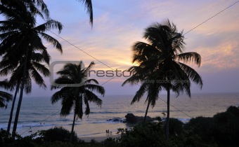 Palm trees at the beach at sunset