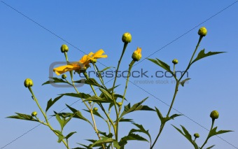 Mexican sunflower