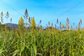 Young corn in the field