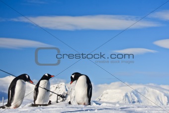 Three identical penguins