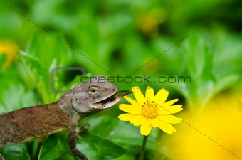 Lizard in green nature