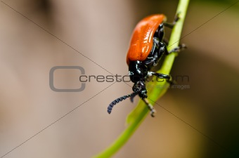 red bug in green nature