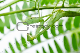 mantis in green nature
