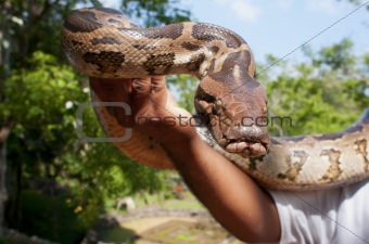 Hand-reared python
