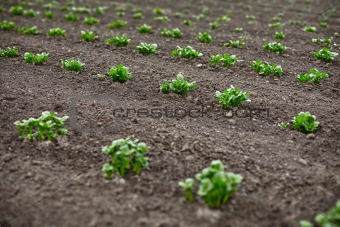 Potato sprouts in field