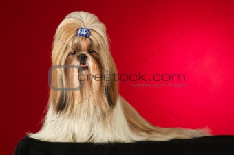 Shih Tzu dog with blue hairpin shot full face